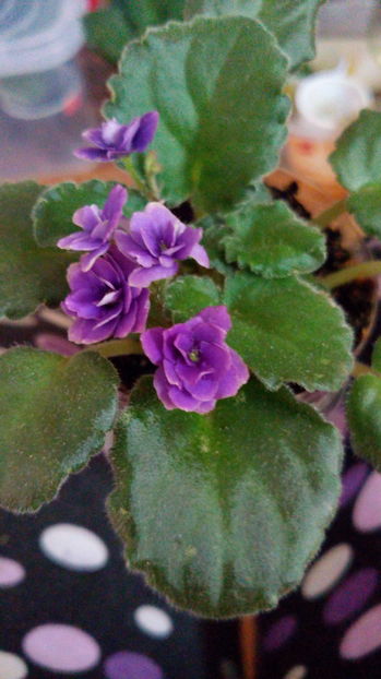 Optimara Little Moonstone - Violete africane inflorite