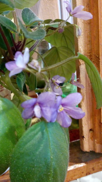 Ramblin Amethyst Sport