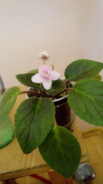 Doar dr%u0103gu%u021B%u0103