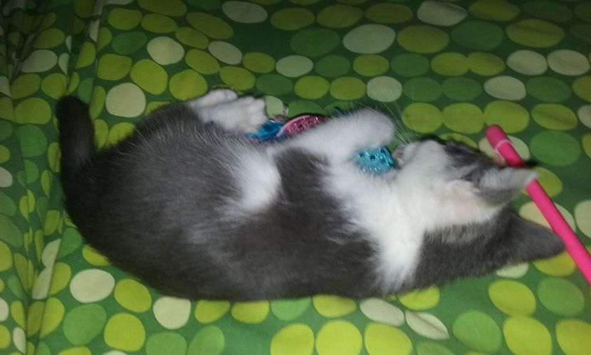  - ELSA