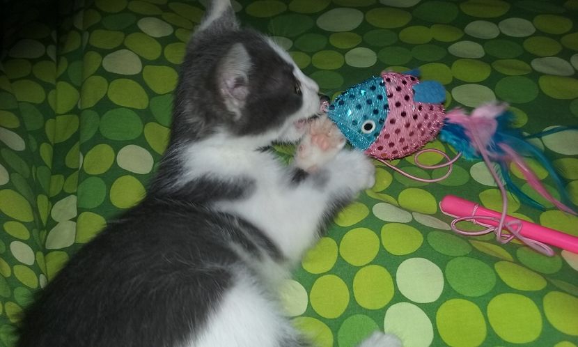  - ELSA