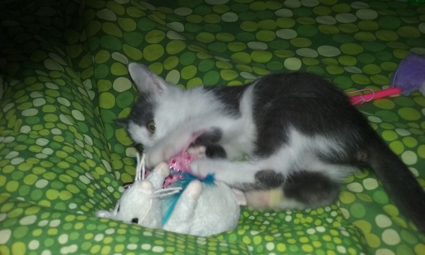  - ELSA