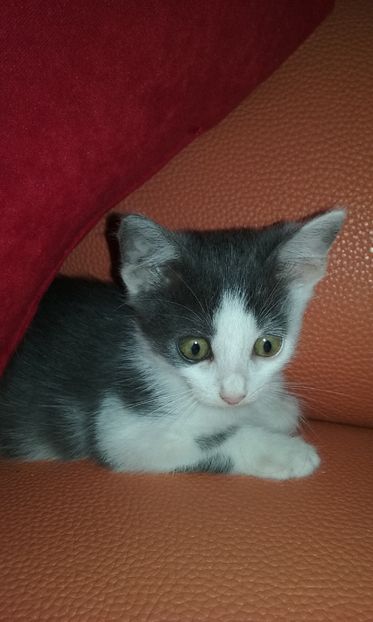  - ELSA
