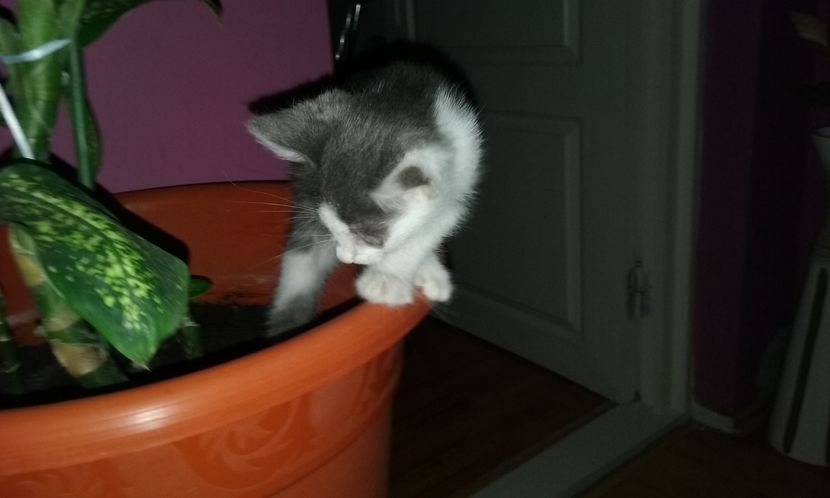  - ELSA