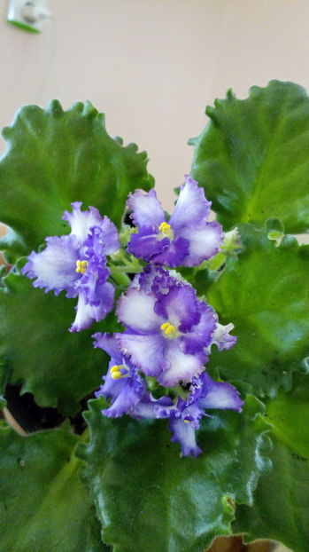 Partly Cloudy - Violete africane inflorite