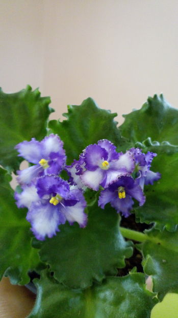 Partly Cloudy - Violete africane inflorite