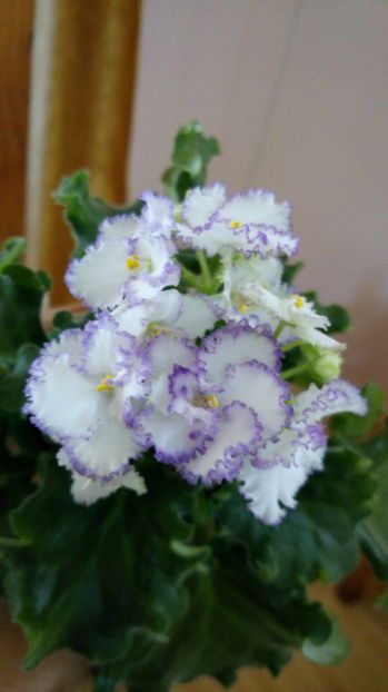 Optimara Ever Preciouss - Violete africane inflorite