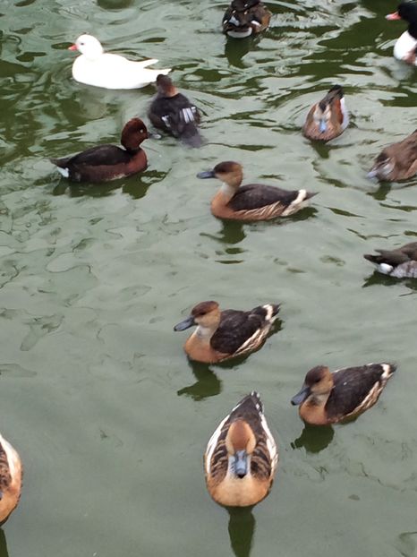 De vinzare tineret 2016