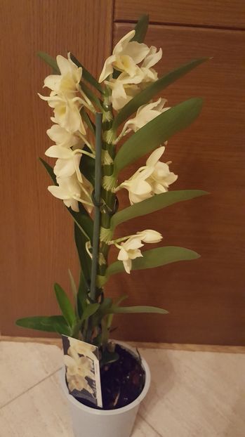  - dendrobium nobile