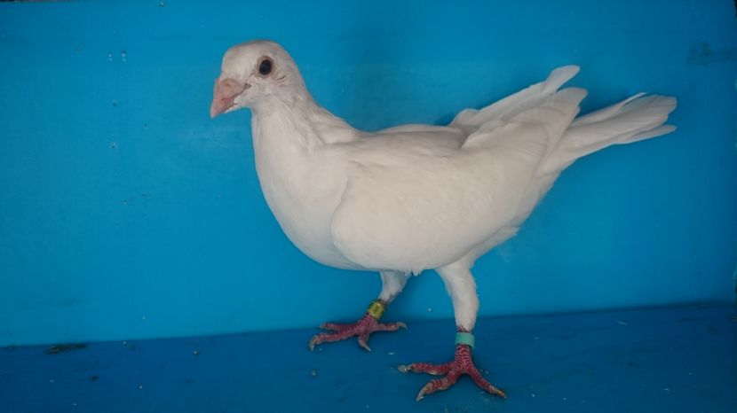  - Porumbei