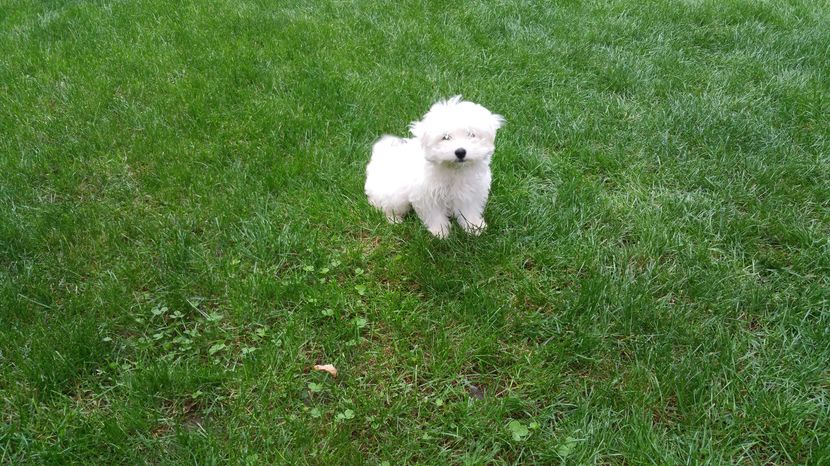 Bichon maltese; Mascul
