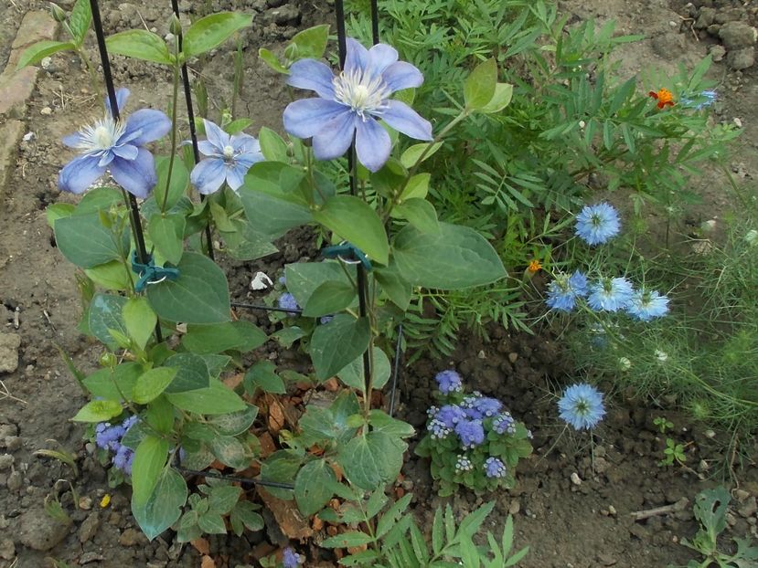 Clematis Arabela - Flori