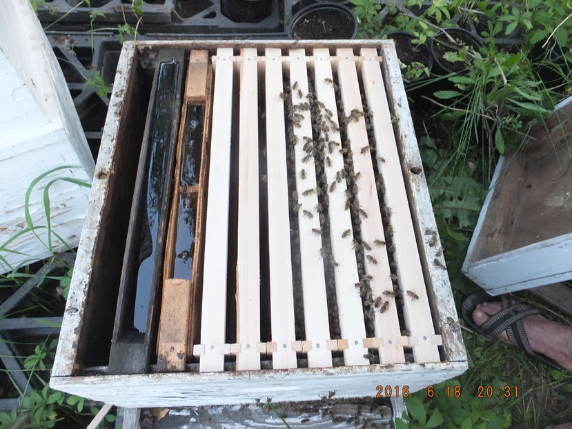 DSCF 4357; Roi din roire natural%u0103 cu foi%u0163e 3/4.
