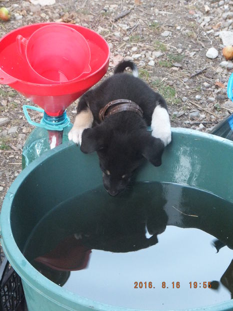 DSCF 4753; Hmm, ia sa vedem ce.i licoarea asta. :D
