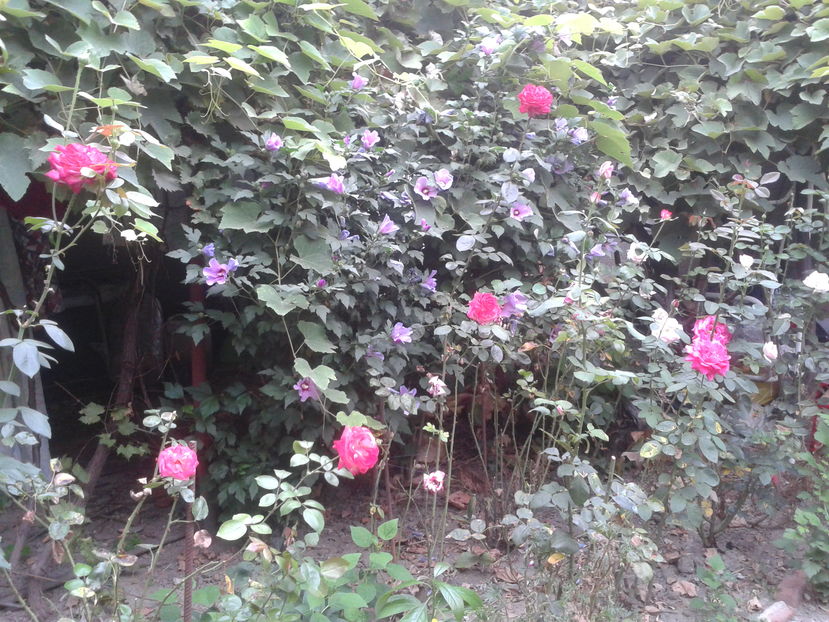 hibiscus si trandafiri - Flori