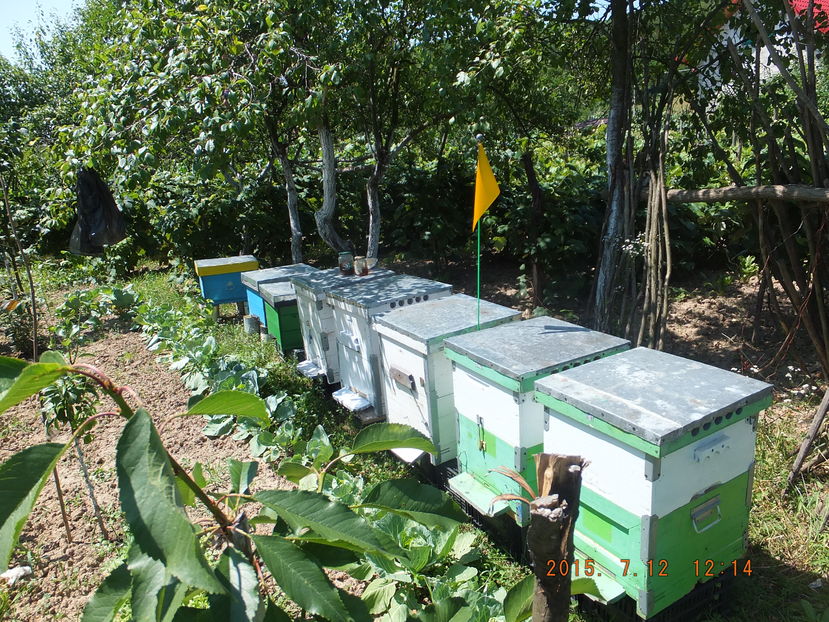 DSCF 1468; New army!! Bzzzzz
