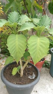 107850891_HNGIKQL - Brugmansia si iochroma