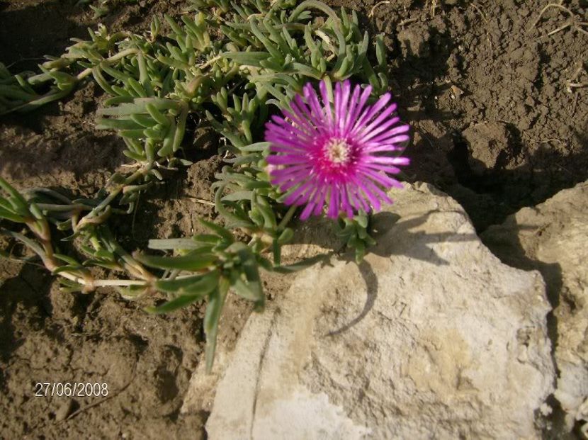 Delosperma cooperi