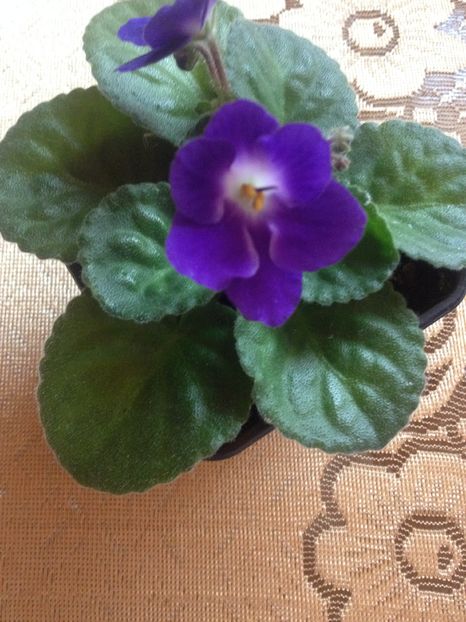 image - violete