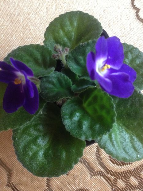 image - violete
