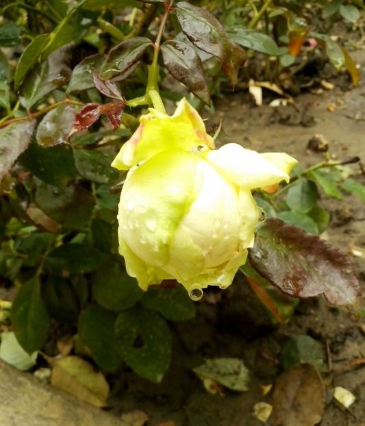 biedermeier - 0 TRANDAFIRI 2016