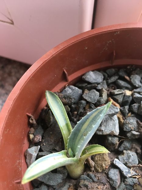 American%u0103 striata