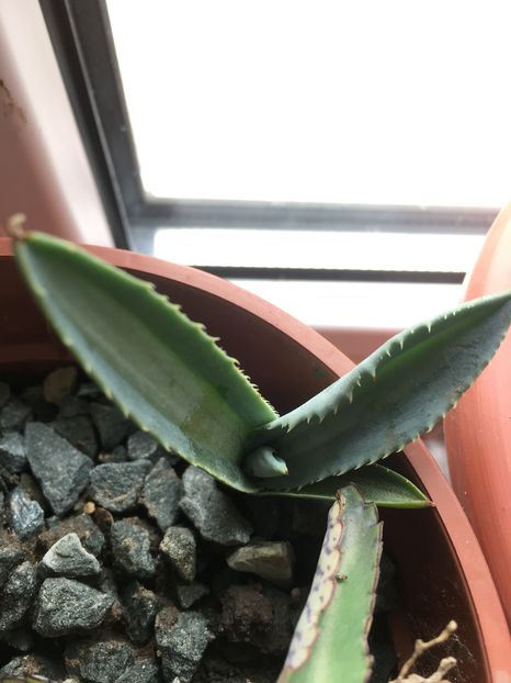 American%u0103 Lemon lime