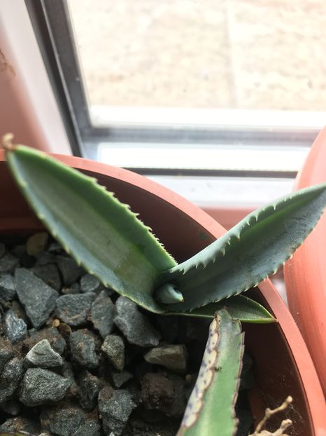 Lemon lime - Colectia mea de agave