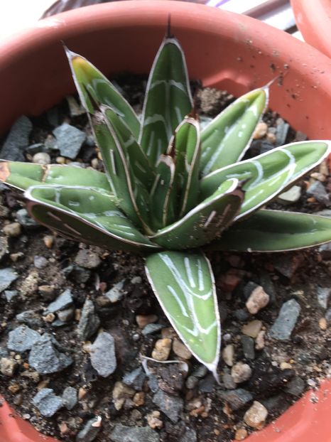 Victoria reginae - Colectia mea de agave