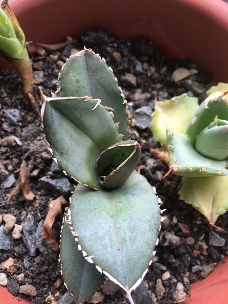 Titanoa - Colectia mea de agave