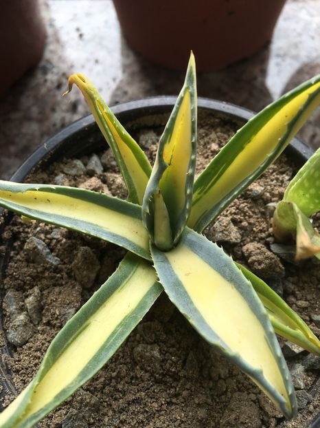 American%u0103 aurea