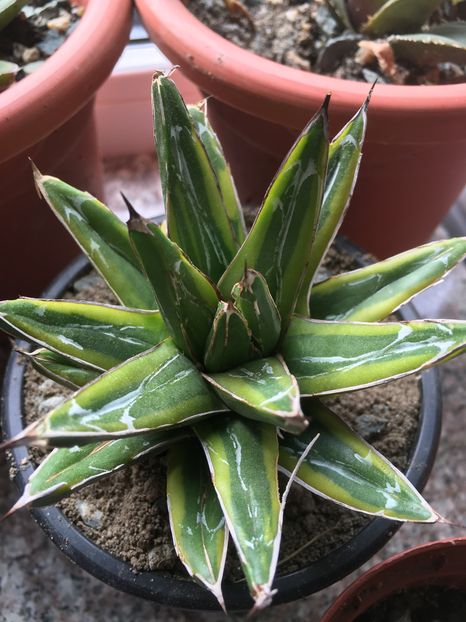 Victoria reginae  variegata