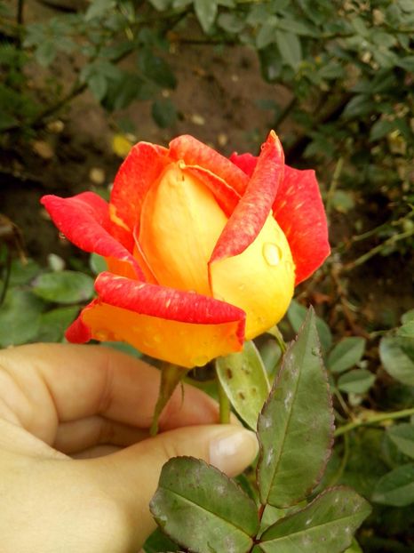 caribia - 0 TRANDAFIRI 2016