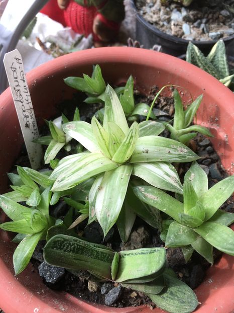 image - haworthia