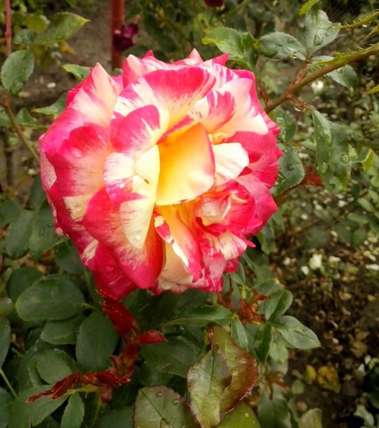 camille pissaro - 0 TRANDAFIRI 2016