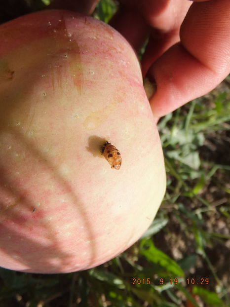 DSCF 2087 PADUCHELE DE sAN JOSE?