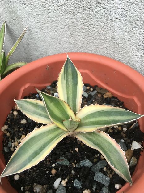 Quadricolor