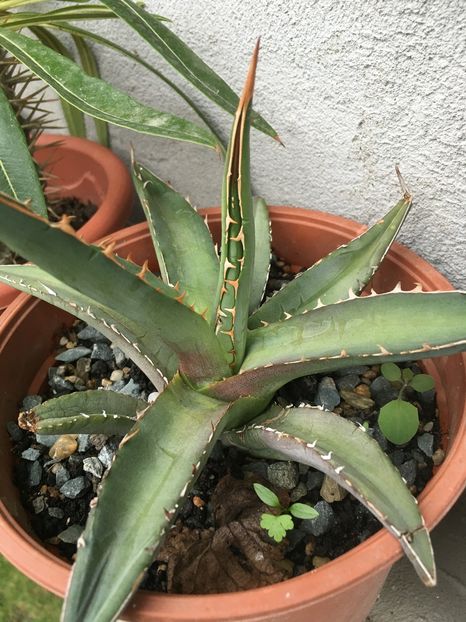 Purpurosum