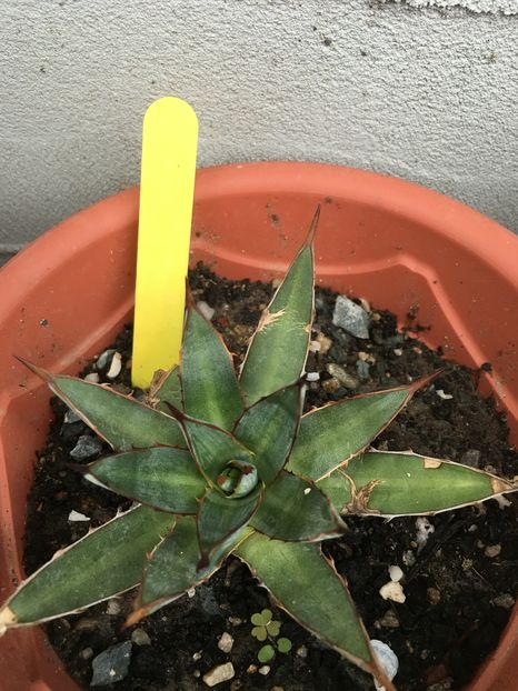 Funkiana - Colectia mea de agave