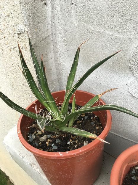 image - Colectia mea de agave