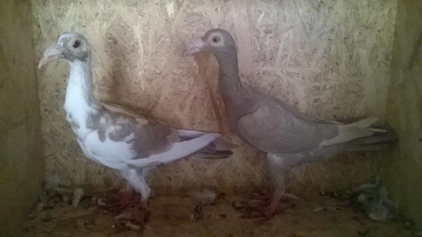 14658200_1217302428327171_1693106088_n