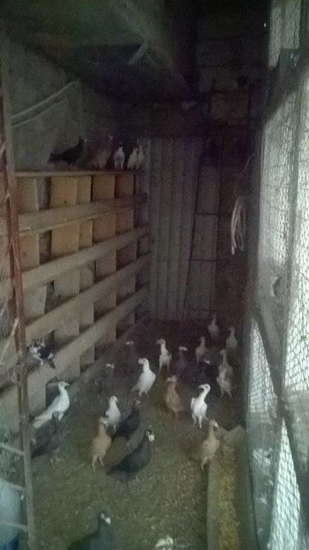 14696896_1216559721734775_88017341_n