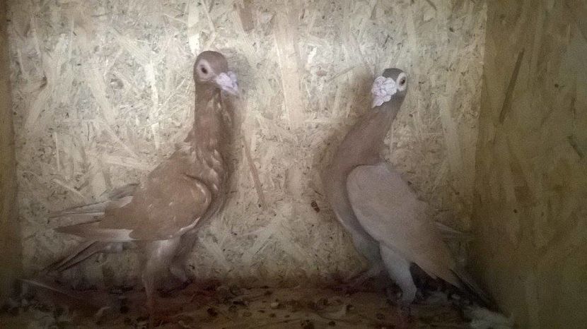 14686501_1217302284993852_1327032555_n