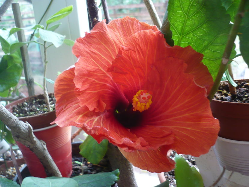 12.10.2016 - HIBISCUSI 2016-7