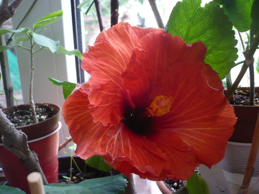 P1300392 - HIBISCUSI 2016-7