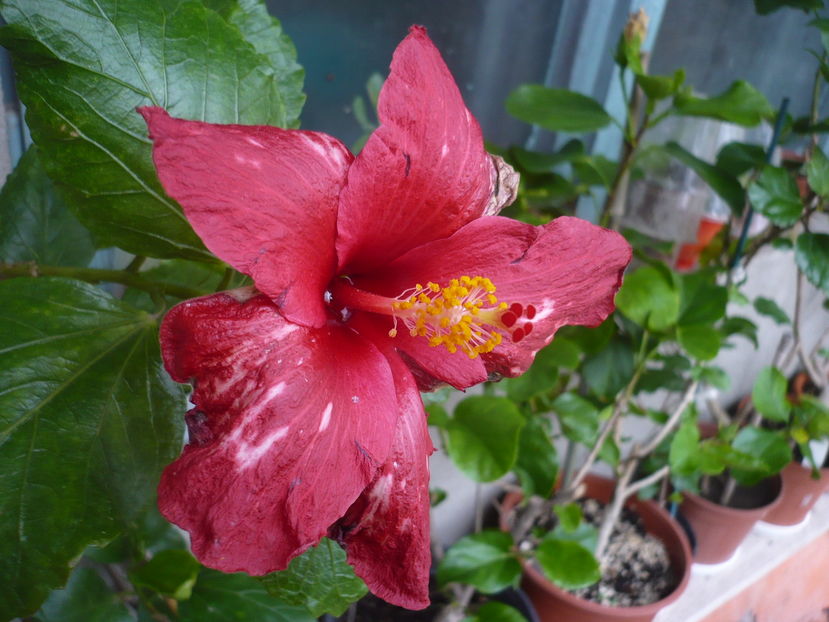 P1300391 - HIBISCUSI 2016-7