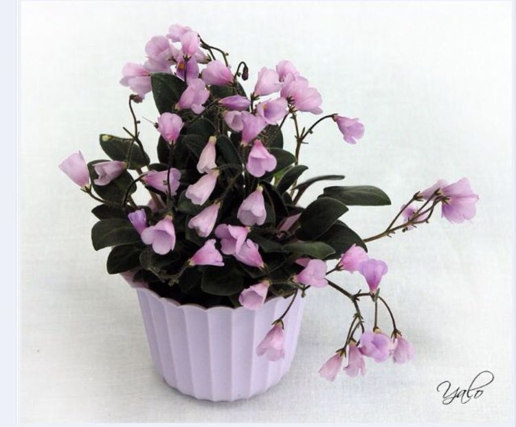 Flashy Trail poza net