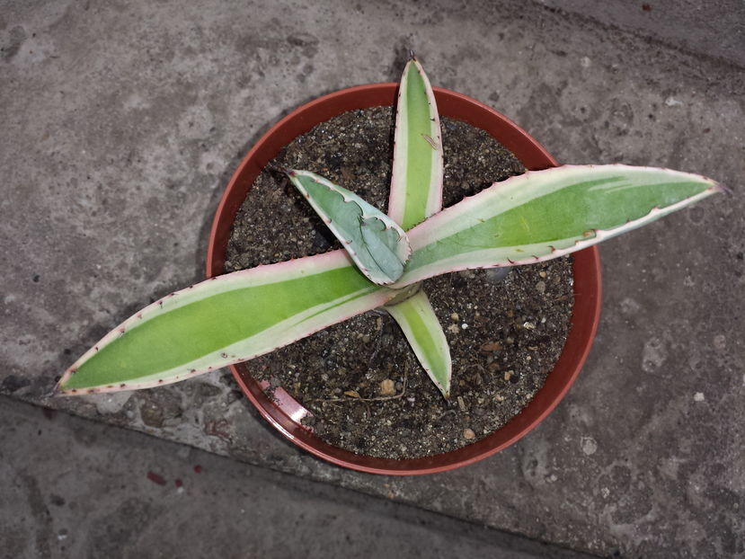  - Agave - 2016 _ partea a III-a