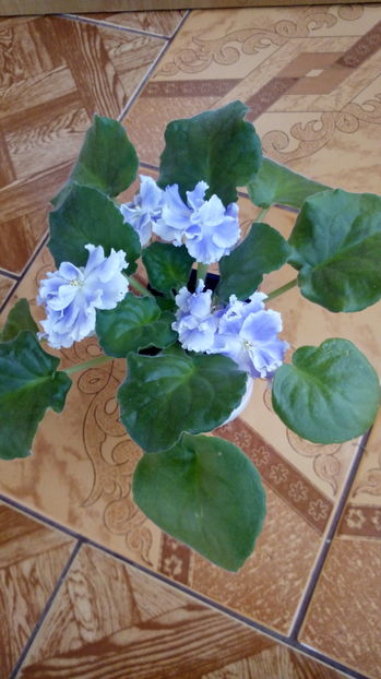 Blue Mist - Violete africane inflorite