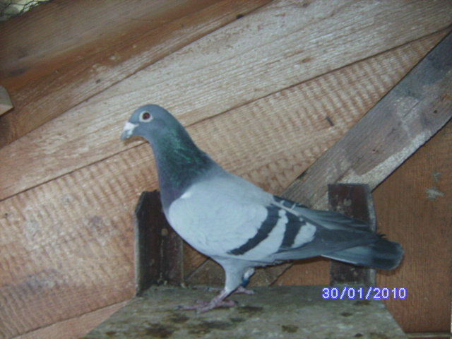 552514-2008 - porumbei mei